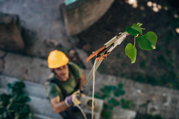 How Our Tree Care Process Works  in  Woodland Hills, UT