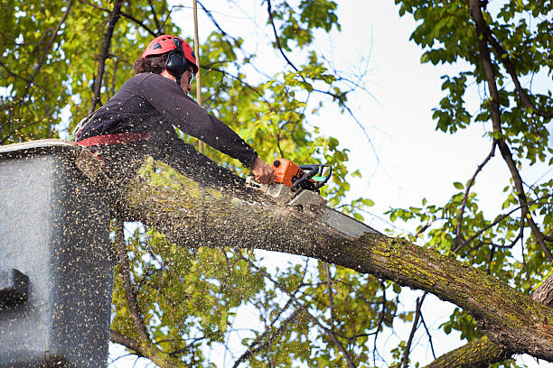 Woodland Hills, UT  Tree Services Company